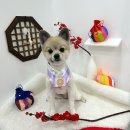 샤멍샤멍 네이버블로그