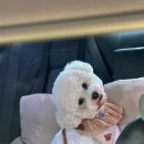 퍼피포레스트 | [수원군포 애견카페]퍼피포레스트_애견운동장, 애견카페, 반려견, 애견유치원, 애견호텔