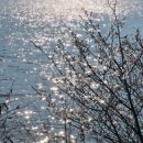 (주)시흥현대모터스 | [경기/시흥] 물왕저수지 벚꽃 개화 상황🌸 뷰 맛집 카페 ‘커피와일드’ 솔직 후기(내돈내산)