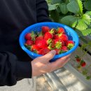 일산 딸기체험, 체험비/시간제한 없이 씨알 굵고 당도 높은 딸기를 맛볼 수 있는 딸기농장 이한농원❤️