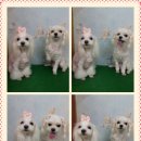 축복애견호텔미용 이미지