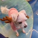 이츠펫(청당점) 이미지