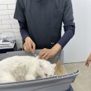 디디동물병원 이미지