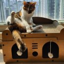 행복플러스동물병원 | [파주 고양이 예방접종] 1년에 한 번 필수! 행복플러스 동물병원 방문기 + 접종 비용