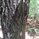 자연(애)장수 이미지