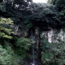 제주 천지연 담팔수 자생지 이미지