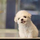 도그마루 강아지 고양이 분양 여주·원주점 이미지