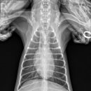 DK동물병원 이미지