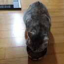 킴스동물병원 이미지