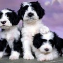 귀여운 강아지 이미지