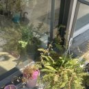 신백현중학교.단독택지 이미지