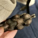 강아지봄 이미지