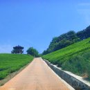 정금마을 차밭 앞 이미지