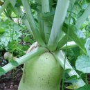 사니조아 이미지