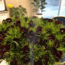 건강제일의원 이미지