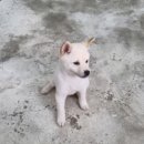 수원시바견