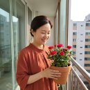 피운 | "꽃이 지면 가위를 드세요" 미니장미 키우기 오엽 아래 사선 법칙으로 꽃 다시 피운 후기