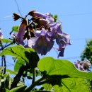 오동나무 이미지