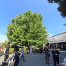 제158회 일본 남큐슈 쿠마모토성,쿠마모토박물관,카토가의절이혼묘지 지역 역사탐방 1일차 이미지