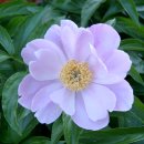 새보람약국 이미지