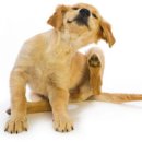 안녕하개 이미지