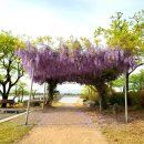 사회복지법인 여수애양병원 | 여수 애양병원 등나무 개화 시기 놓치지 마세요