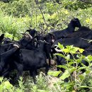 사계절 흑염소 농장 이미지