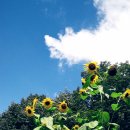 유 농원 이미지