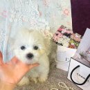 글로리 폭스 꼬똥 이미지