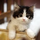 수원고양이분양 도레미캣 이미지