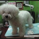 루비 애견샵 이미지