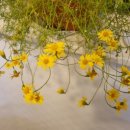 레몬향데이지 이미지