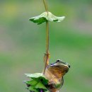 청개구리 이미지