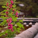 돌담한옥 이미지