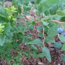 배들농장 이미지