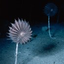 깊은바다 이미지