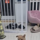 김해 강아지분양 두부네 하루 | 김해 강아지 분양 - 두부네하루에서 강아지들과의 자유시간