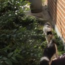 면천보건지소 이미지