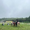 ㈜한타제주판매 | 제주 토이 승마장 🥕 말 먹이주기부터 승마체험 까지! 가족 여행 아이들 말타기 장소 추천