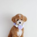 블레스펫 살롱 이미지