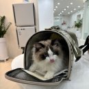 더에스동물병원 이미지