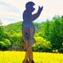 한국장애인문화강원특별자치도협회 태백시지부 | 태백 해바라기 축제 D-5, 일정부터 인생샷 꿀팁까지 총정리. 200% 즐기기 (입장료, 주차, 추천 코스 포함)
