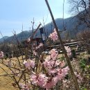 미선나무와 분홍미선나무 이미지