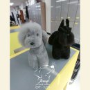 나래애견미용 | 수원애견미용학원! 졸업 후 진짜 취업률 높은 곳? 수강생 후기 모아봤습니다!