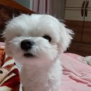 카사랑 이미지
