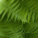 레이크사이드대중 이미지