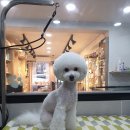 응암애견 네이버블로그