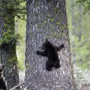 엄마와 아기곰 이미지