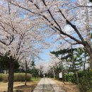 가좌이음숲 | 가좌동 송림동 벚꽃 볼만한 곳 추천ㅣ가좌이음숲 벚꽃 실시간ㅣ벚꽃근황ㅣ류현진거리ㅣ4월 6일 벚꽃 현황