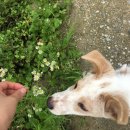 용인시 동물보호센터 이미지